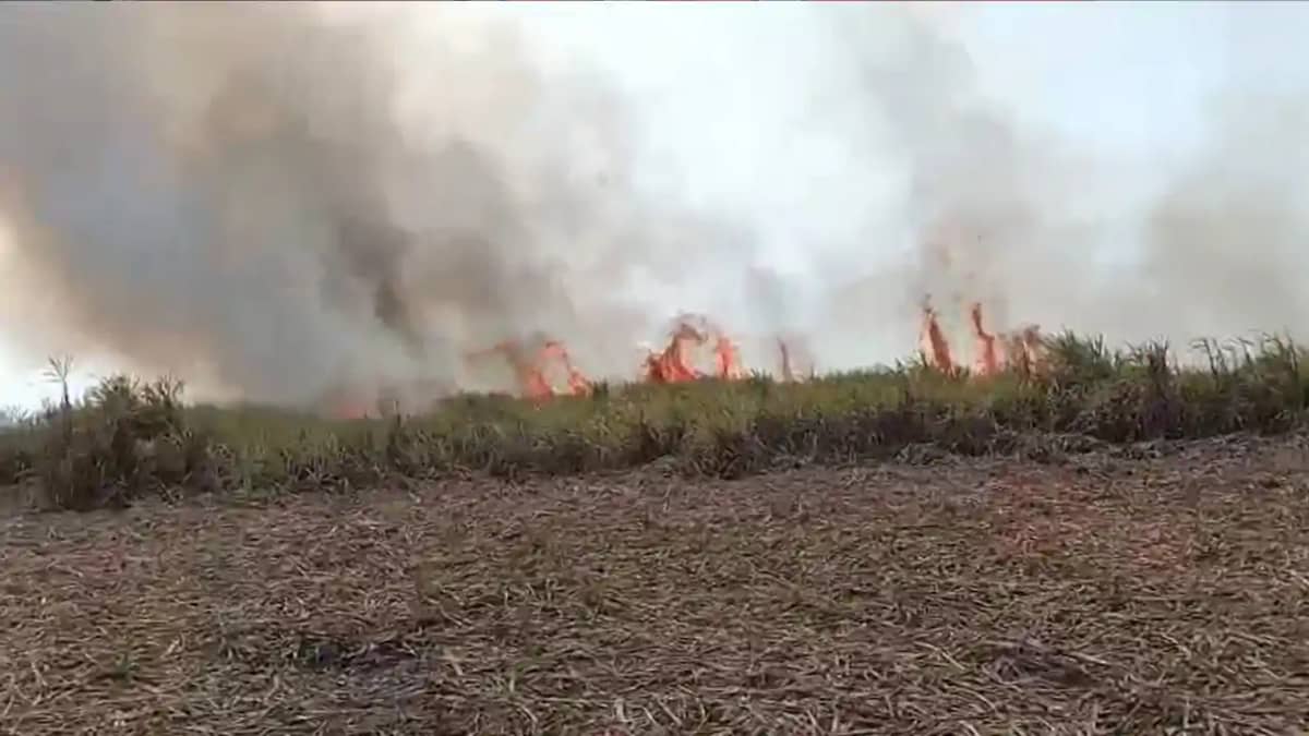 Massive fire in Sugar Mills farm 22 acres of sugarcane burnt Massive fire in Sugar Mills farm 22 acres of sugarcane burnt