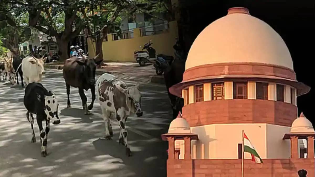 Cow Slaughter Cow Slaughter