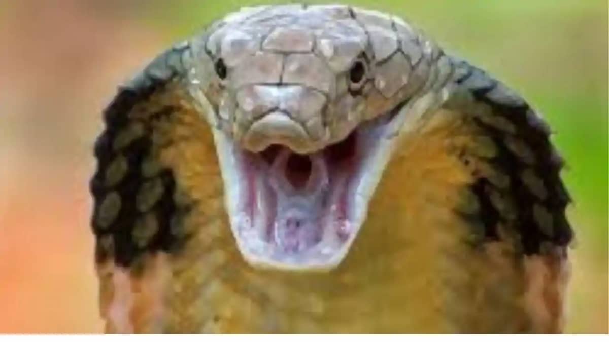 Cobra battallion:कोबरा बटालियन के जवान की सांप काटने से मौत, Cobra battallion:कोबरा बटालियन के जवान की सांप काटने से मौत,