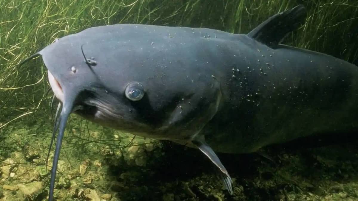 Dangerous Fish Reach Bihar After Nepal Floods Experts Issue Dangerous Fish Reach Bihar After Nepal Floods Experts Issue