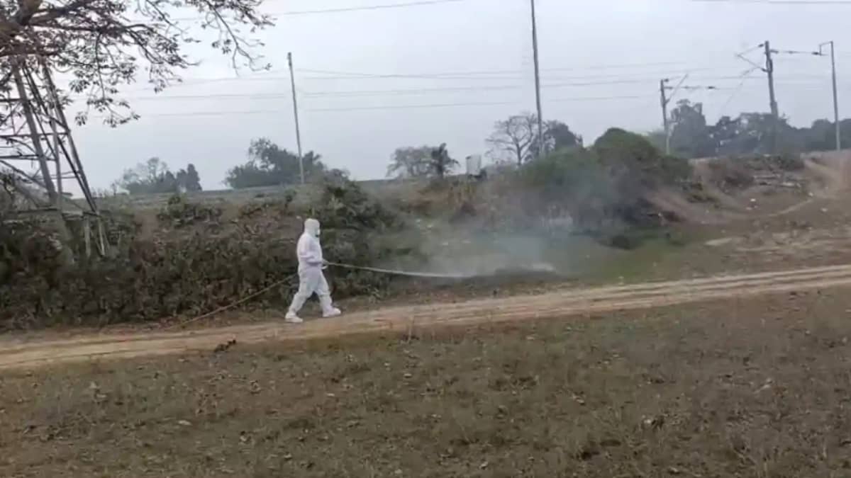 Bird Flu Alert in Bihar 150 Crows Dead 10 km High Alert Zone Bird Flu Alert in Bihar 150 Crows Dead 10 km High Alert Zone