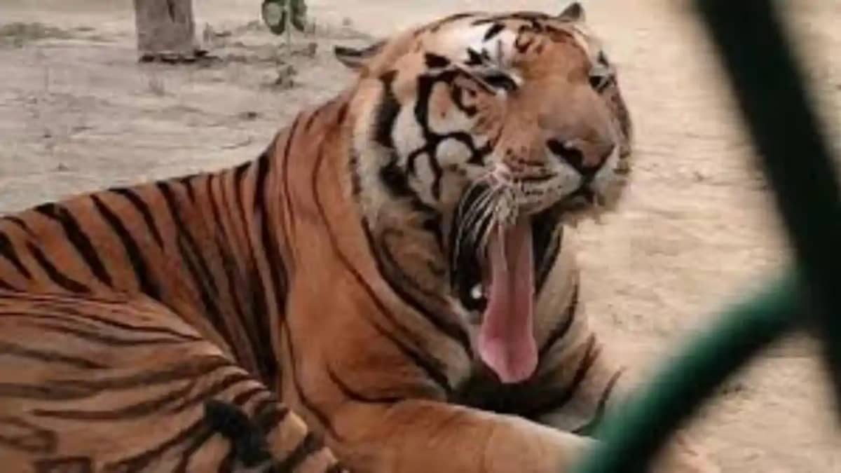 बाघ के पंजों तले मौत, टाइगर रिजर्व छोड़ गांव पहुंचा खूंखार श बाघ के पंजों तले मौत, टाइगर रिजर्व छोड़ गांव पहुंचा खूंखार श