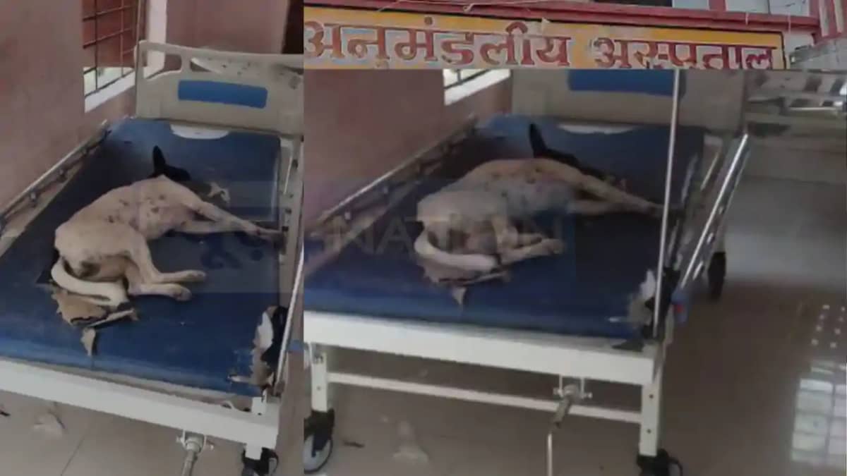 अस्पताल है श्वानगाह? अस्पताल है श्वानगाह?