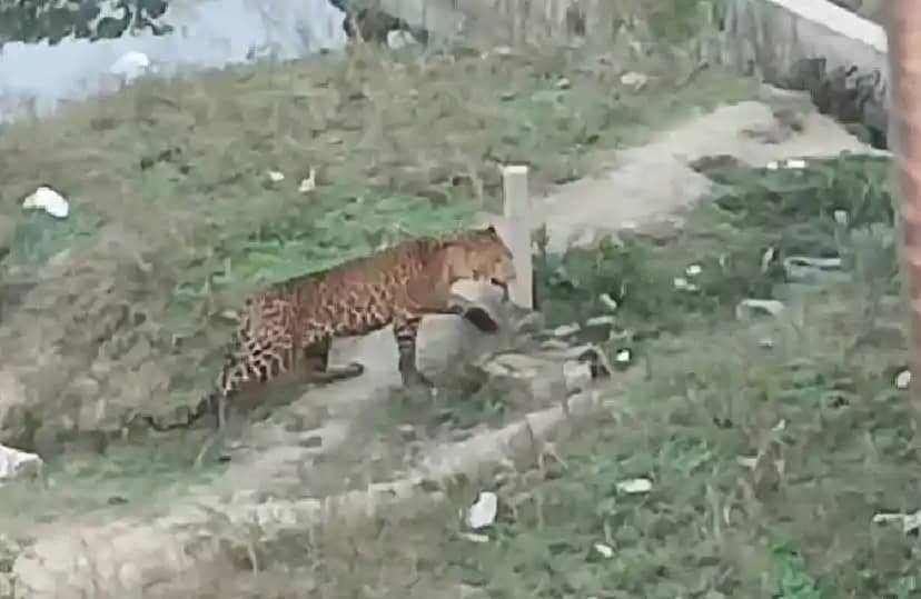 बाजार में तेंदुआ दिखने से मची अफरा-तफरी, 2 युवक घायल, लोगों बाजार में तेंदुआ दिखने से मची अफरा-तफरी, 2 युवक घायल, लोगों