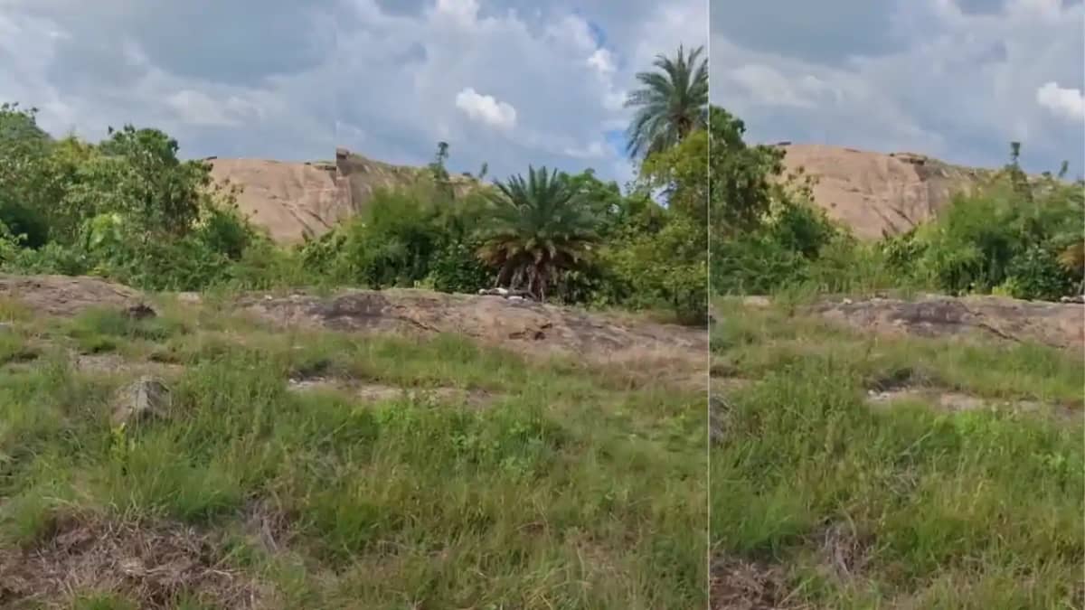 Bihar News : मंदार पर्वत बायोडायवर्सिटी पार्क में मिला अज्ञा Bihar News : मंदार पर्वत बायोडायवर्सिटी पार्क में मिला अज्ञा
