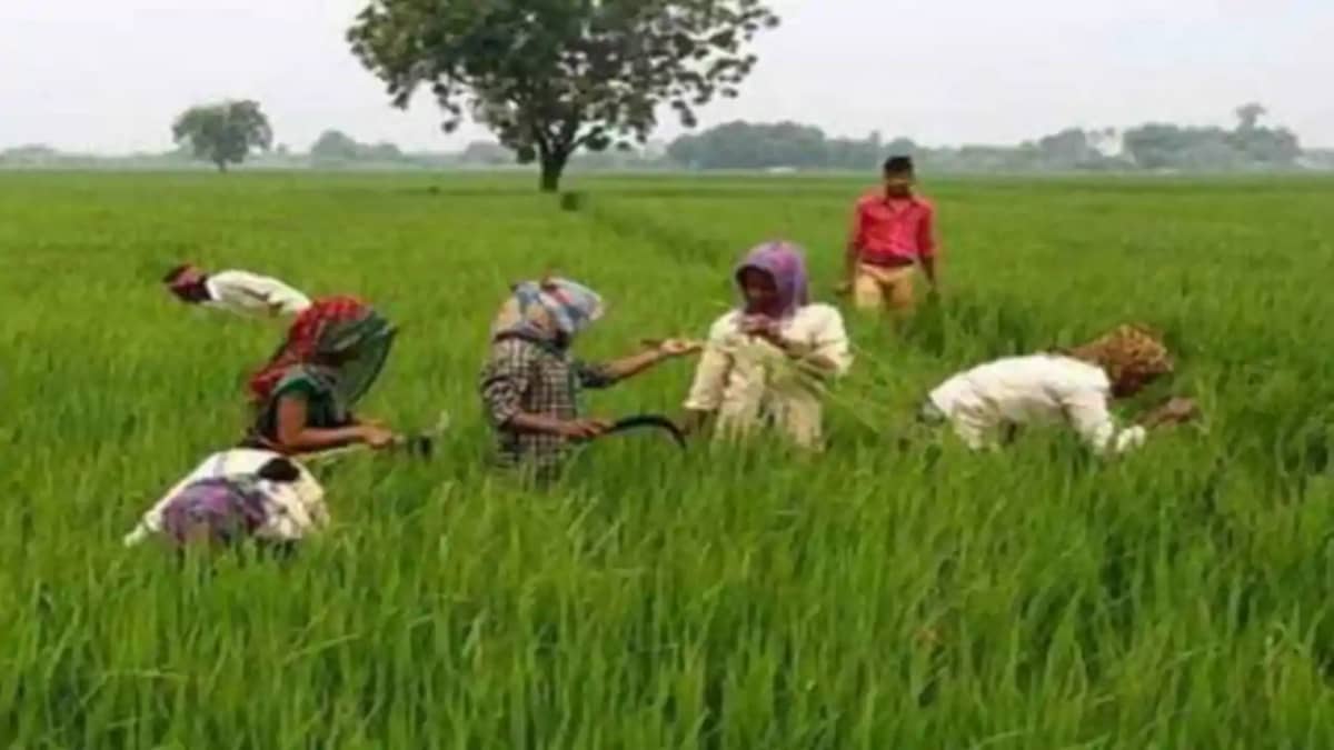 किसान किसान
