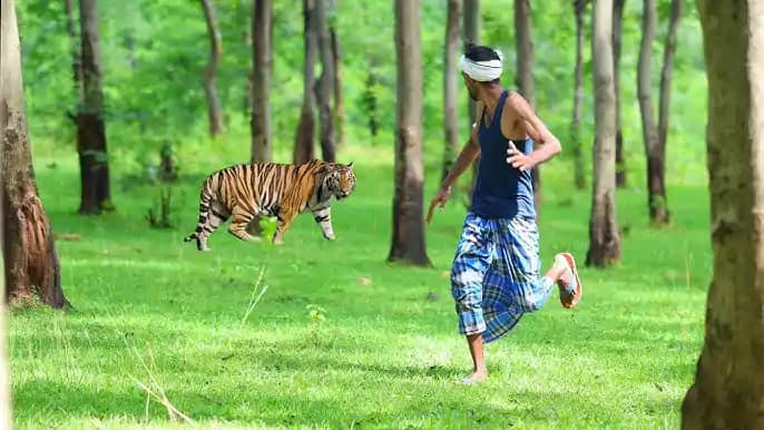 Tiger attack - मवेशियों को नदी किनारे पानी पिलाने ले गए चरवा Tiger attack - मवेशियों को नदी किनारे पानी पिलाने ले गए चरवा