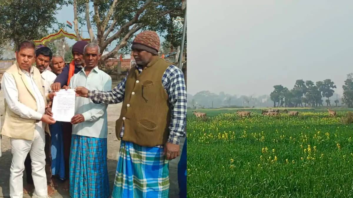 Bihar News : नीलगायों के कहर से बर्बादी की कगार पर नालंदा के Bihar News : नीलगायों के कहर से बर्बादी की कगार पर नालंदा के