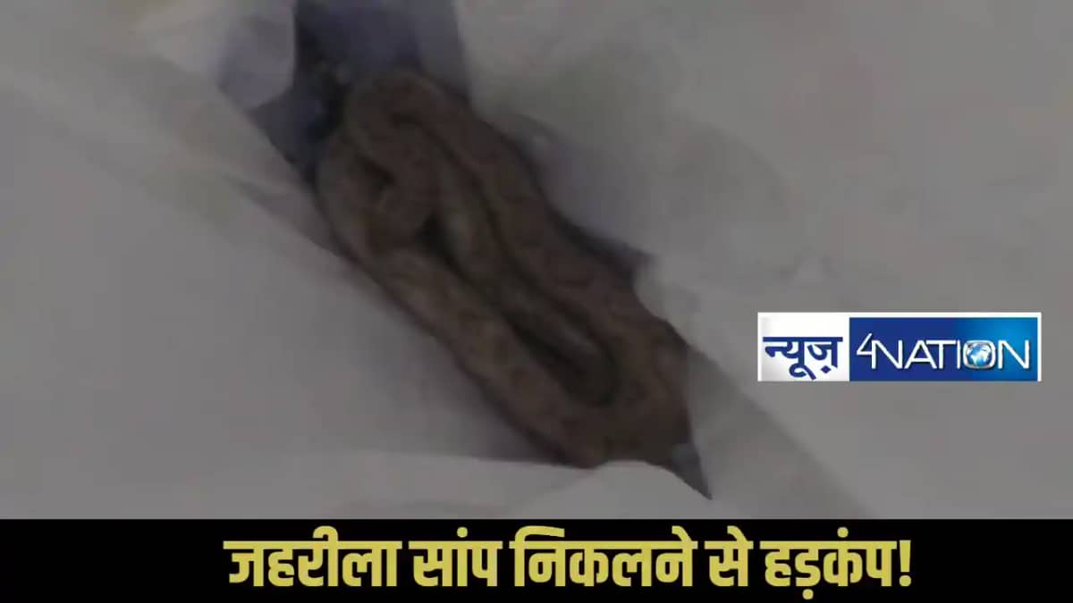 Snake Rescue Snake Rescue