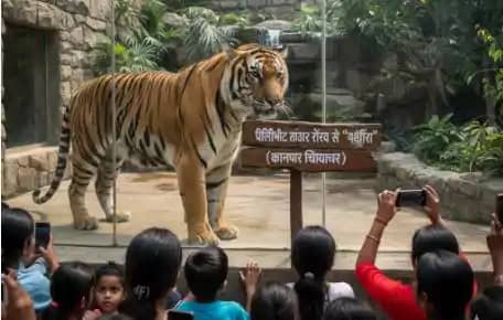 रॉयल' बाघों को मिली 'उम्रकैद': 11 साल में 11 बाघ जंगल से बेद रॉयल' बाघों को मिली 'उम्रकैद': 11 साल में 11 बाघ जंगल से बेद