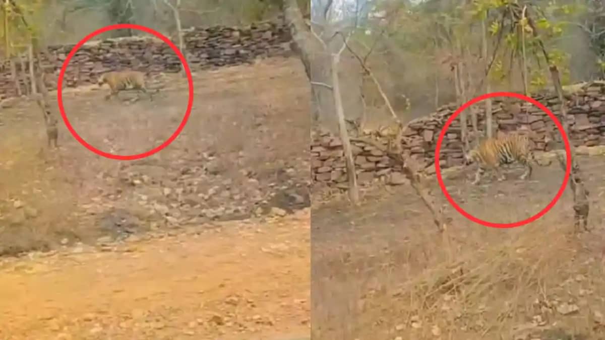 Tiger on road - रोहतास में सड़क के कुछ मीटर घूमता दिखा बाघ, Tiger on road - रोहतास में सड़क के कुछ मीटर घूमता दिखा बाघ,