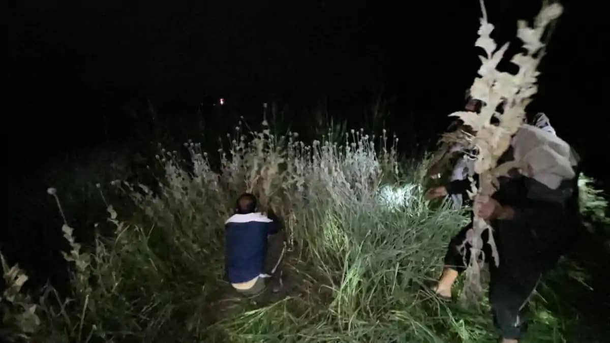 Bihar News : गोपालगंज में लहलहा रही अफीम की खेती को पुलिस ने Bihar News : गोपालगंज में लहलहा रही अफीम की खेती को पुलिस ने
