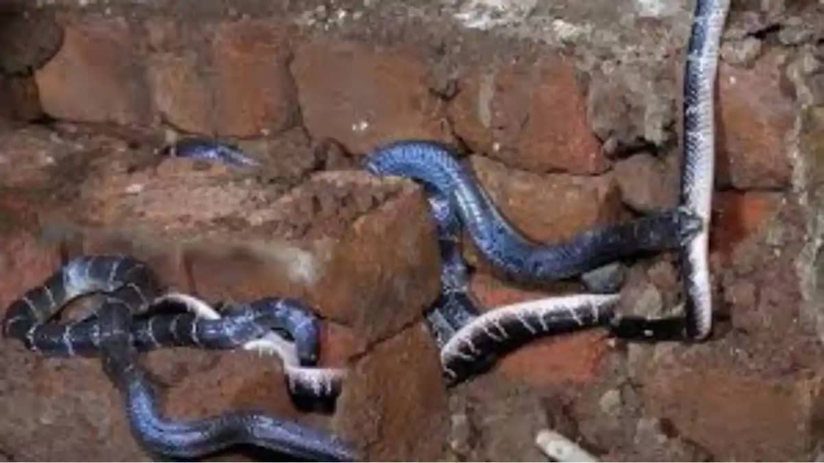 Terror of snakes Terror of snakes