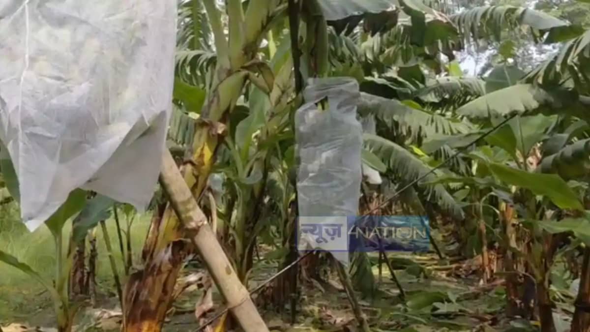 Banana Farming Scientific Method Can Earn Farmers 3 5 Lakh P Banana Farming Scientific Method Can Earn Farmers 3 5 Lakh P