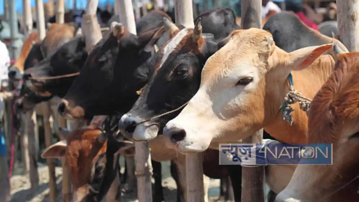 Aurangabad farmer insurance: गाय का बीमा करवाने पर भी कंपनी Aurangabad farmer insurance: गाय का बीमा करवाने पर भी कंपनी