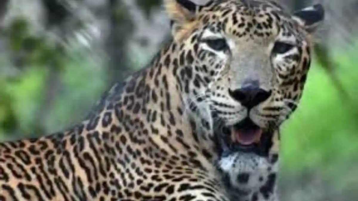 Leopard Sighting Feared in Residential Area Leopard Sighting Feared in Residential Area
