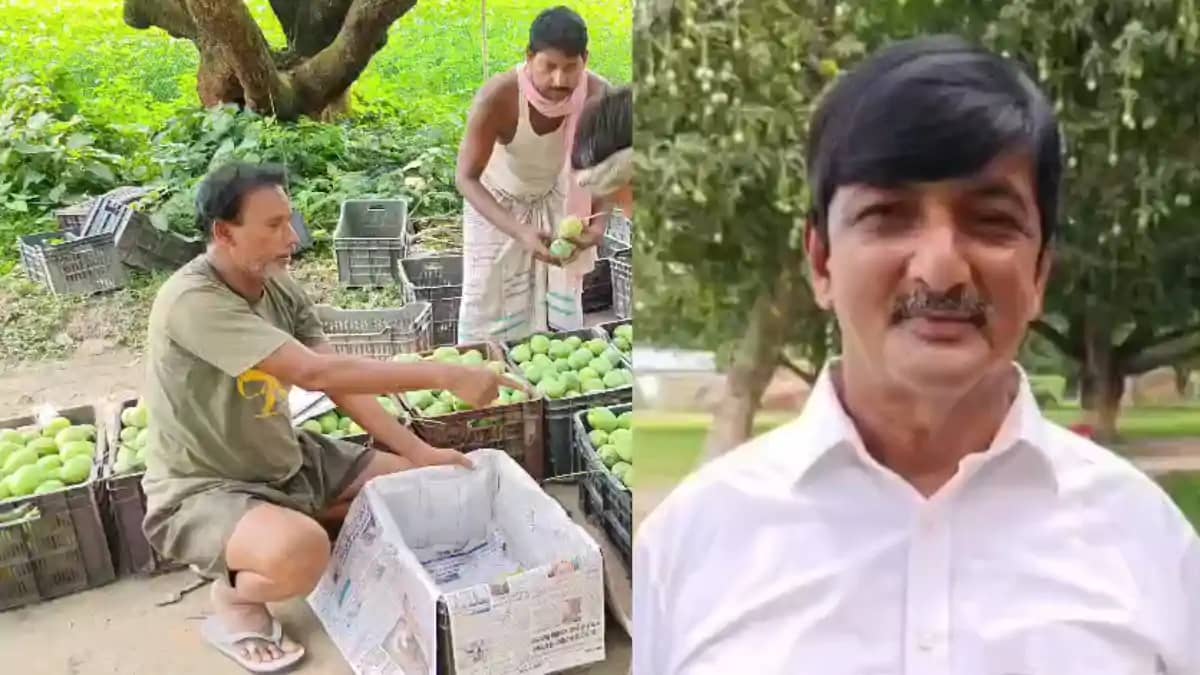 Bihar News : कटिहार के 'मैंगो मैन' का कमाल ! कालिदास बनर्जी Bihar News : कटिहार के 'मैंगो मैन' का कमाल ! कालिदास बनर्जी