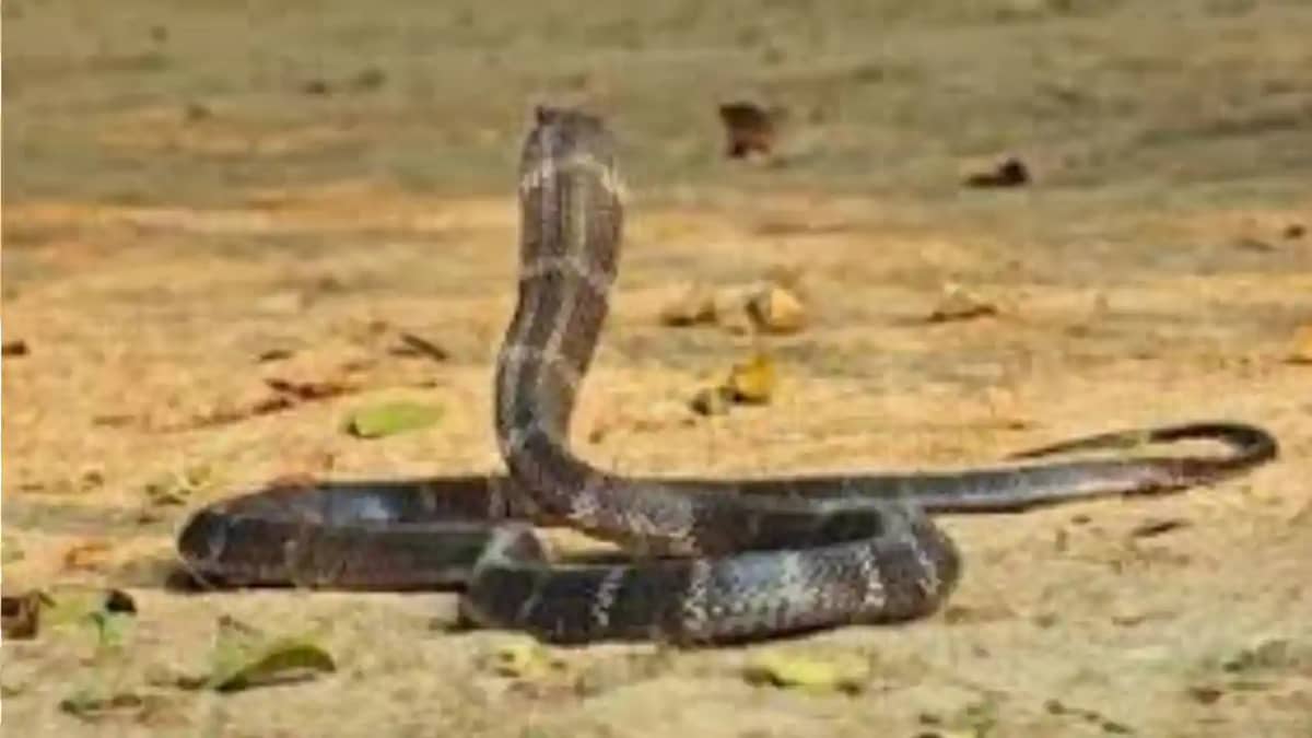 Patient Reaches Sadar Hospital With 3 Cobras Doctors Flee in Patient Reaches Sadar Hospital With 3 Cobras Doctors Flee in