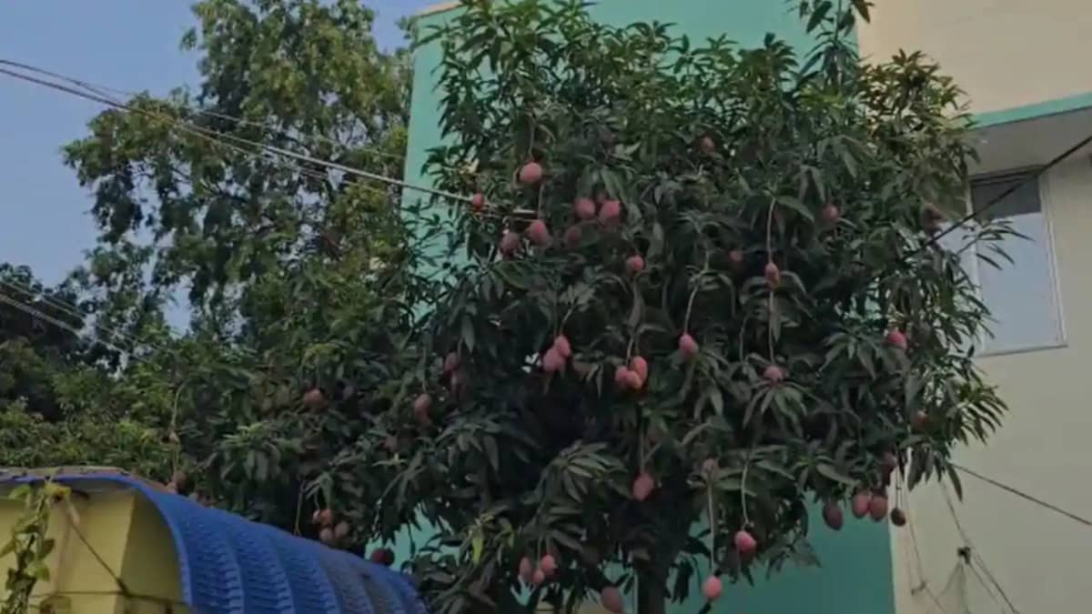 Mango of lakhs in Katihar Mango of lakhs in Katihar