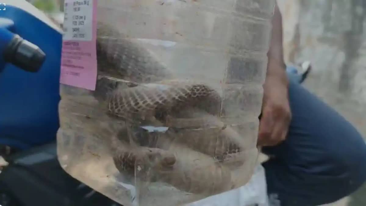snakebite snakebite