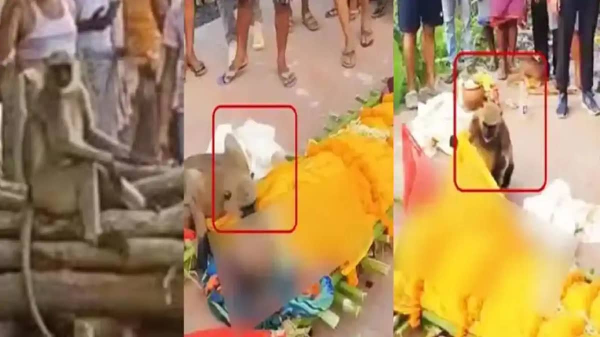 देवघर में शख्स के निधन पर बंदर की आंखें हुईं नम, कफन हटाकर श देवघर में शख्स के निधन पर बंदर की आंखें हुईं नम, कफन हटाकर श