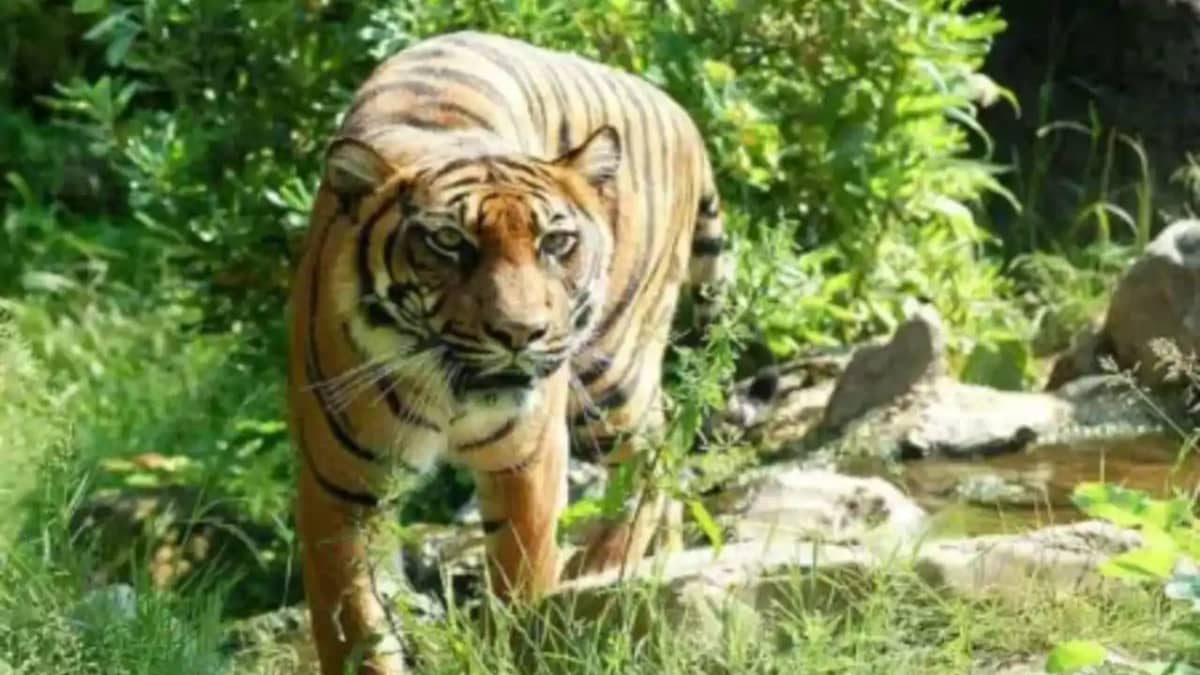 Vtr tiger terror - वीटीआर में बकरी चराने गई महिला को बाघ ने Vtr tiger terror - वीटीआर में बकरी चराने गई महिला को बाघ ने