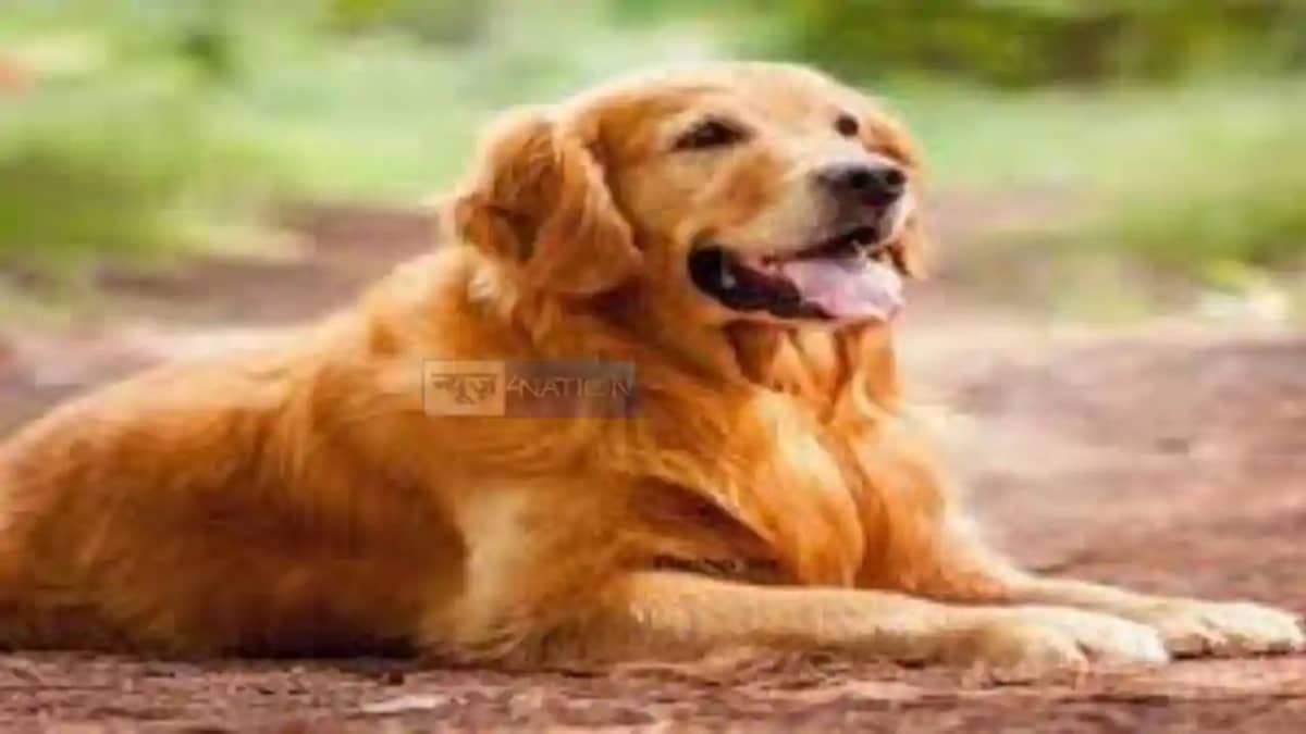 pet dog did a terrible thing pet dog did a terrible thing