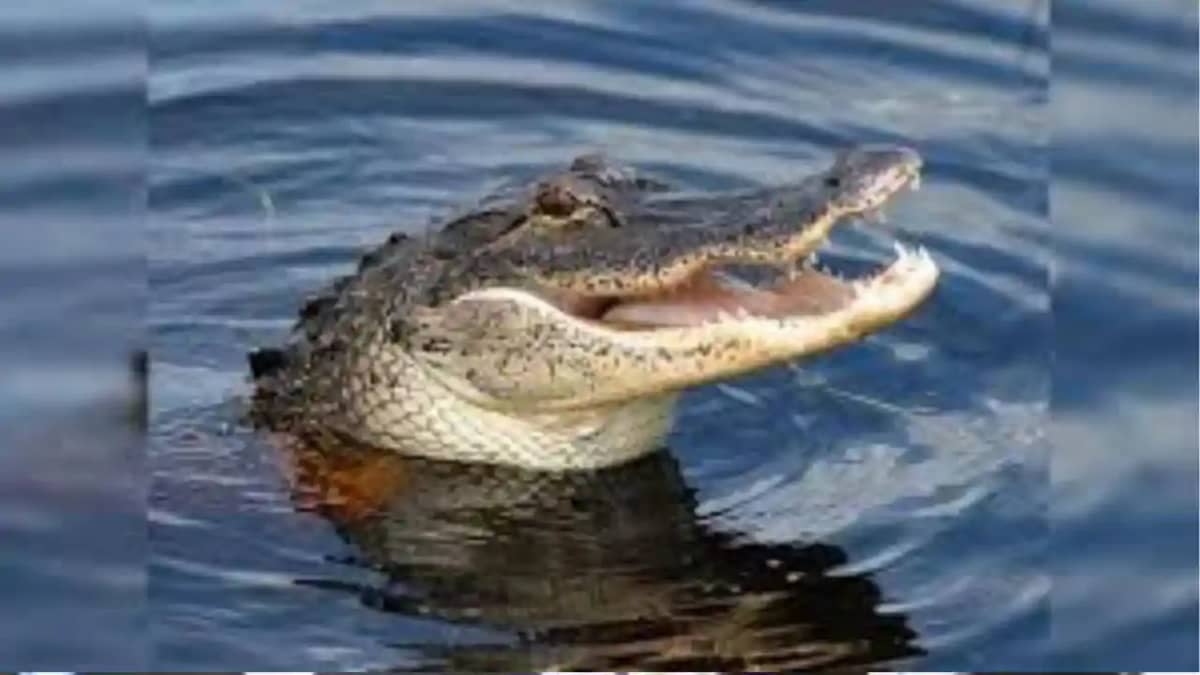 divers retreated due to fear of crocodiles divers retreated due to fear of crocodiles