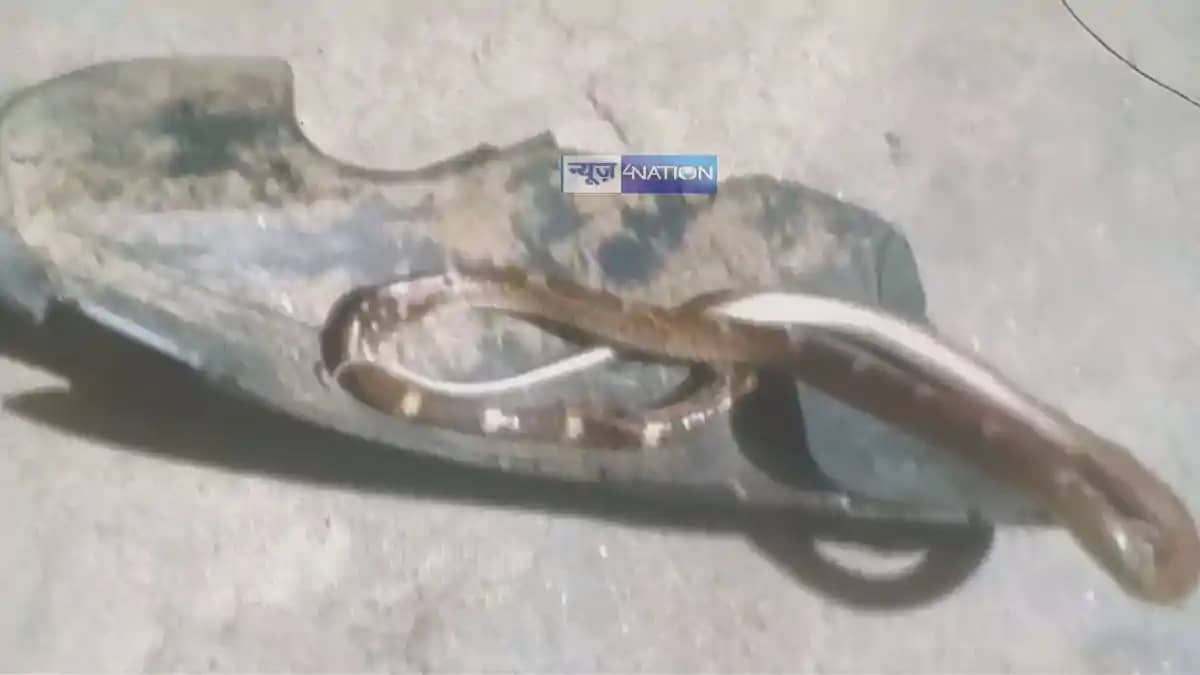 9 Snakebite Cases in 4 Hours Trigger Alarm in Nawada 9 Snakebite Cases in 4 Hours Trigger Alarm in Nawada