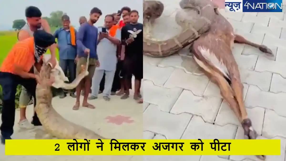 नीलगाय के बछड़े को बचाने के लिए 2 लोगों ने अजगर को पीटा, वी नीलगाय के बछड़े को बचाने के लिए 2 लोगों ने अजगर को पीटा, वी