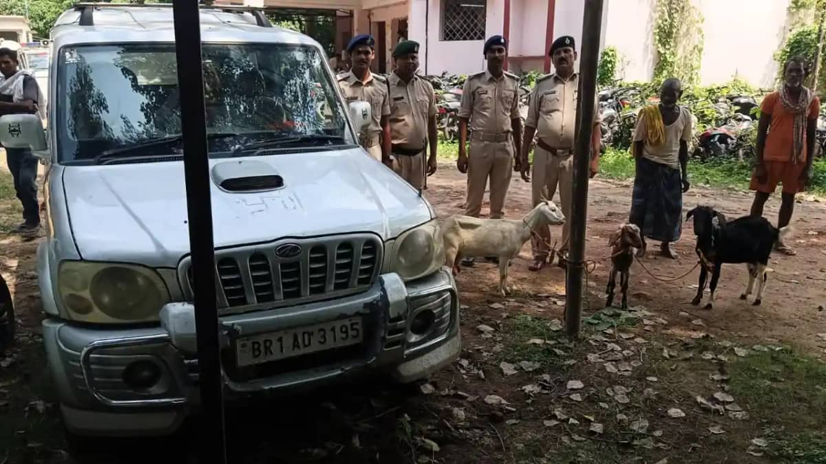 Bihar News : स्कॉर्पियो से बकरी चुराकर भाग रहे चोरों का पुलि Bihar News : स्कॉर्पियो से बकरी चुराकर भाग रहे चोरों का पुलि