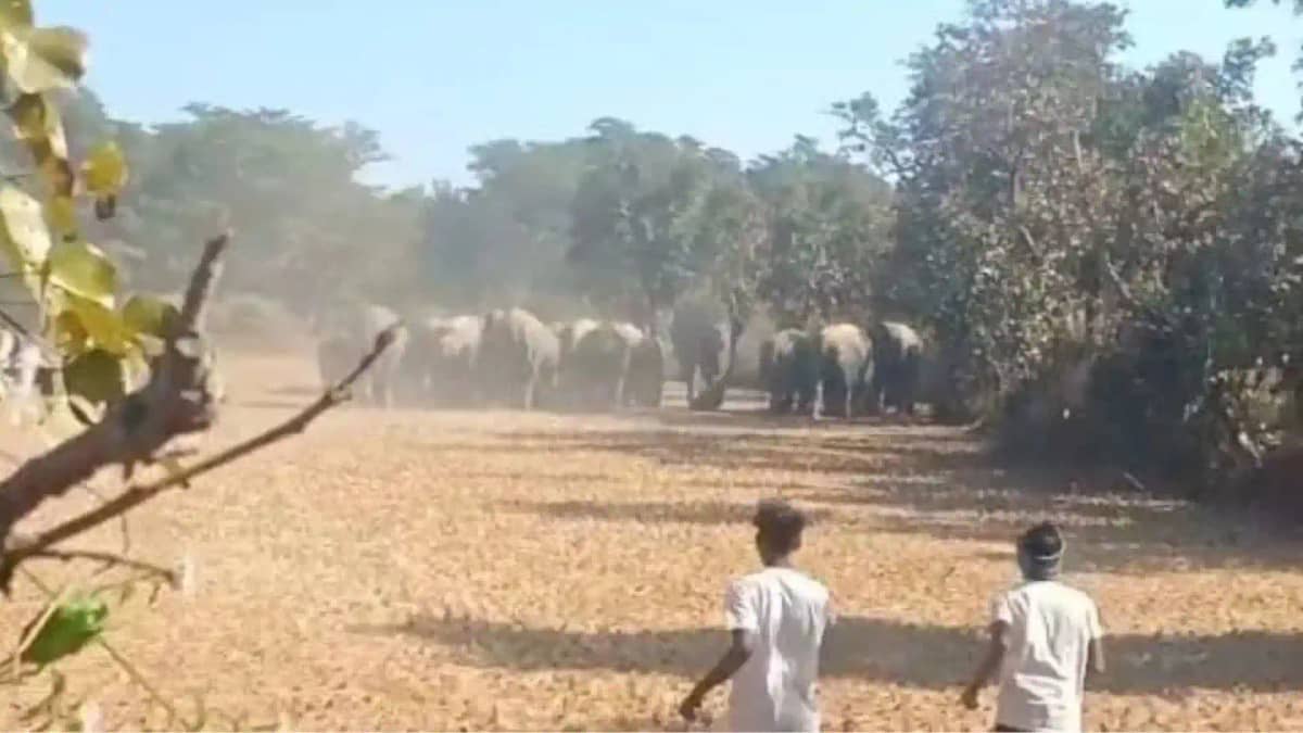 Elephants rampage in Hazaribagh 7 trampled in two villages 4 Elephants rampage in Hazaribagh 7 trampled in two villages 4