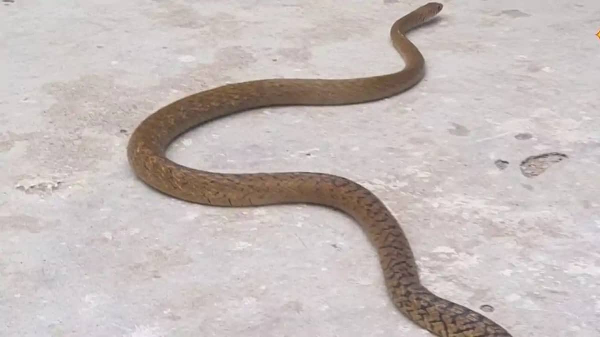 Bihar News : पूर्णिया में माँ के साथ सोई बेटियों को सांप ने Bihar News : पूर्णिया में माँ के साथ सोई बेटियों को सांप ने