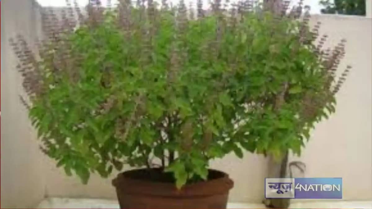 Shri Tulsi Ji Aarti Shri Tulsi Ji Aarti