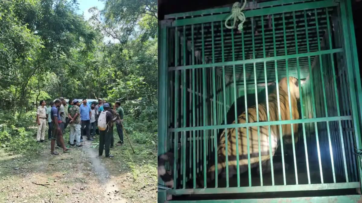 Bihar News: दो किसानों की जान लेने वाले बाघ का सफल रेस्क्यू Bihar News: दो किसानों की जान लेने वाले बाघ का सफल रेस्क्यू
