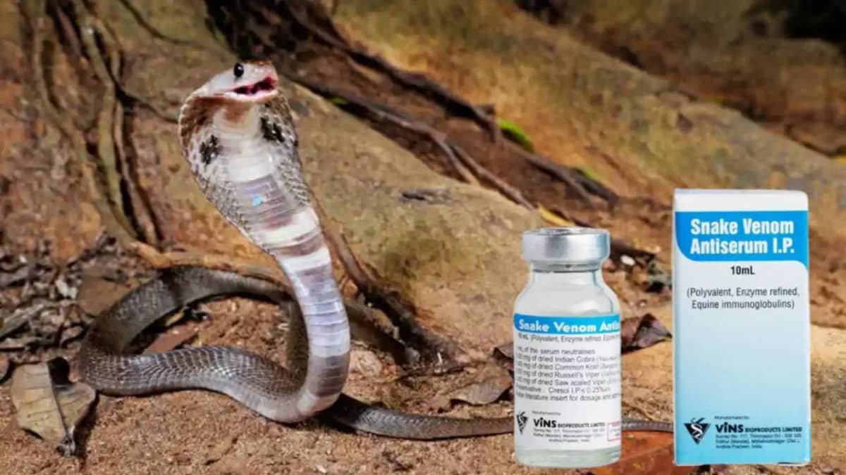 Snakebite -दो घंटे में लगाए 76 इंजेक्शन, कोबरा के शिकार किशो Snakebite -दो घंटे में लगाए 76 इंजेक्शन, कोबरा के शिकार किशो