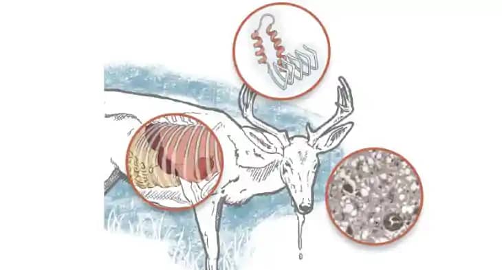 Zombie Deer Disease Zombie Deer Disease