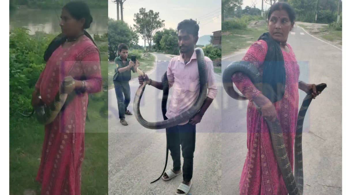 10 feet cobra snake rescue woman janaki devi 10 feet cobra snake rescue woman janaki devi
