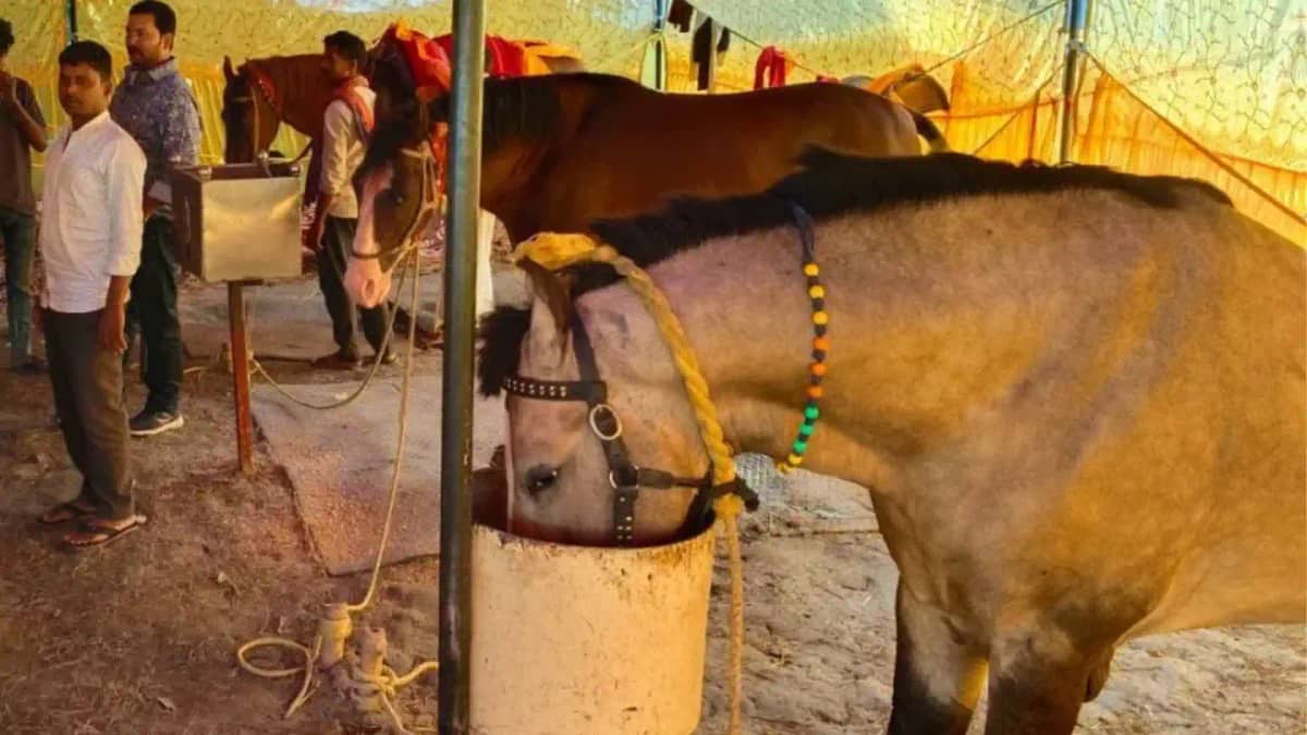 सोनपुर मेले में AK-56, थार और बाबर घोड़ों की धूम सोनपुर मेले में AK-56, थार और बाबर घोड़ों की धूम