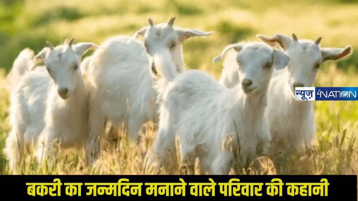 बिहार के जमुई में अनोखी परंपरा, बकरी का जन्मदिन मनाने वाले प बिहार के जमुई में अनोखी परंपरा, बकरी का जन्मदिन मनाने वाले प
