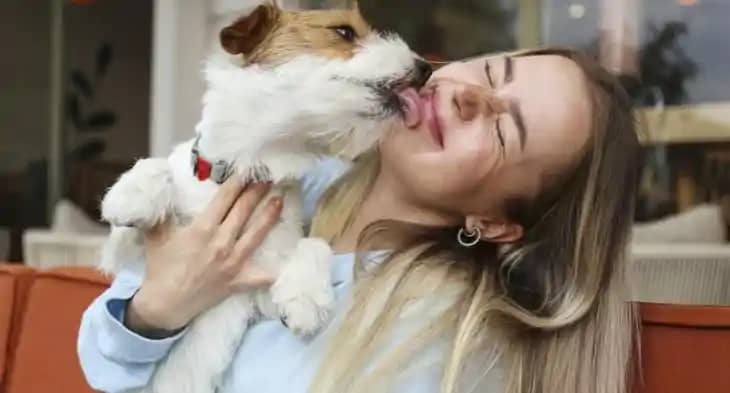 Pet dog licking face Pet dog licking face