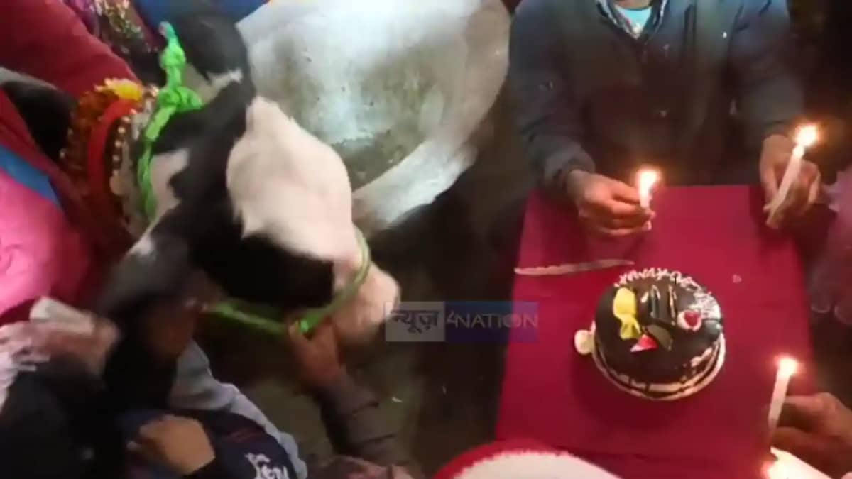 Bihar News : बिहार में किसान ने केक काटकर गाय का मनाया जन्मद Bihar News : बिहार में किसान ने केक काटकर गाय का मनाया जन्मद