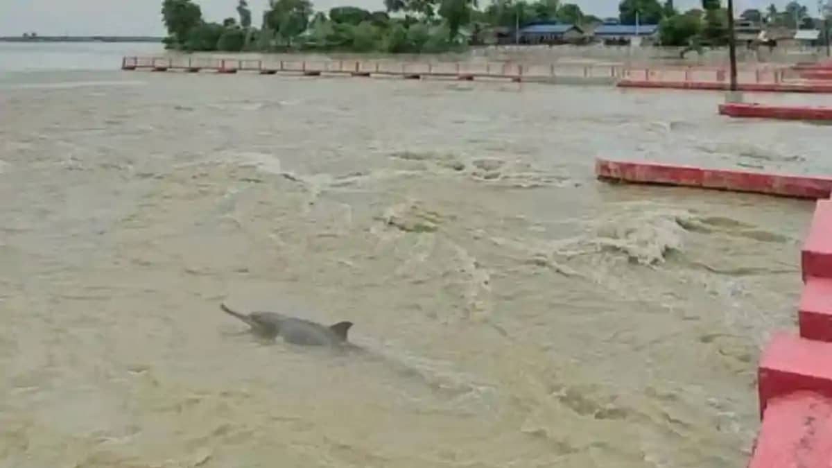 कोसी बराज के डाउन स्ट्रीम में फिर दिखी गंगा डॉल्फिन, पर्यावर कोसी बराज के डाउन स्ट्रीम में फिर दिखी गंगा डॉल्फिन, पर्यावर