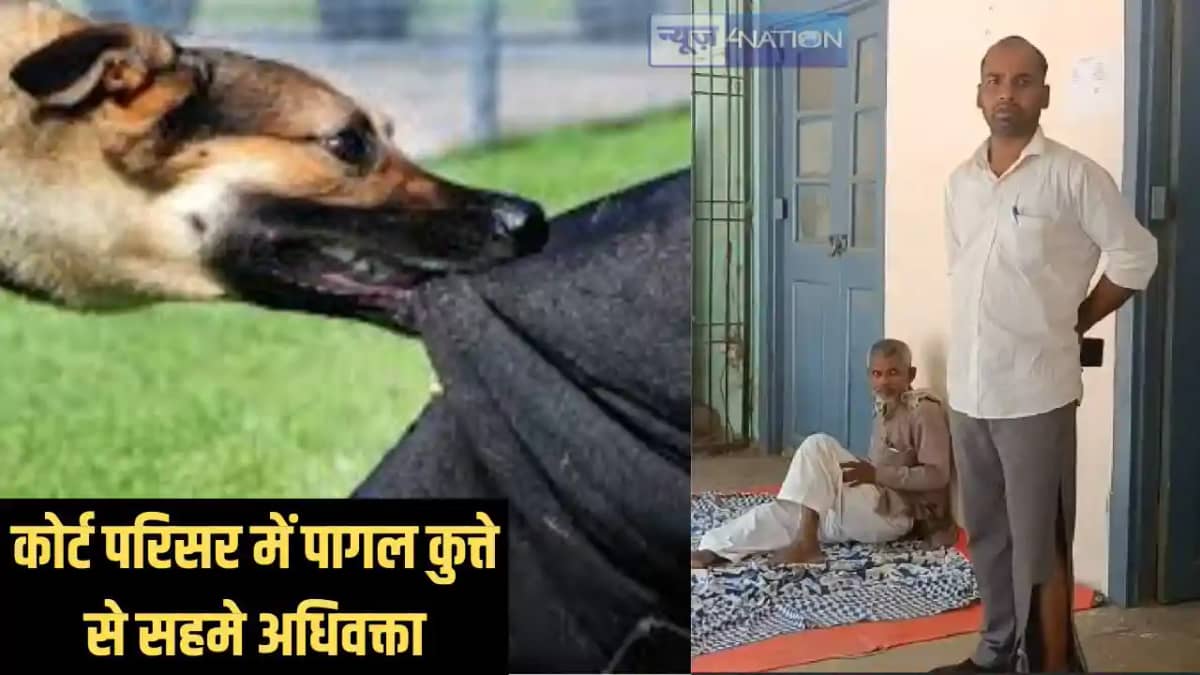 Dog fear - कोर्ट कैंपस में पागल कुत्ते का आतंक, वकील और पेशक Dog fear - कोर्ट कैंपस में पागल कुत्ते का आतंक, वकील और पेशक