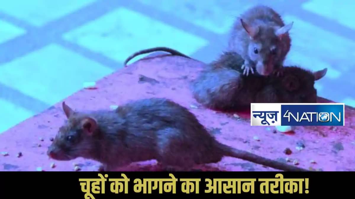 How To Keep Rat Away How To Keep Rat Away