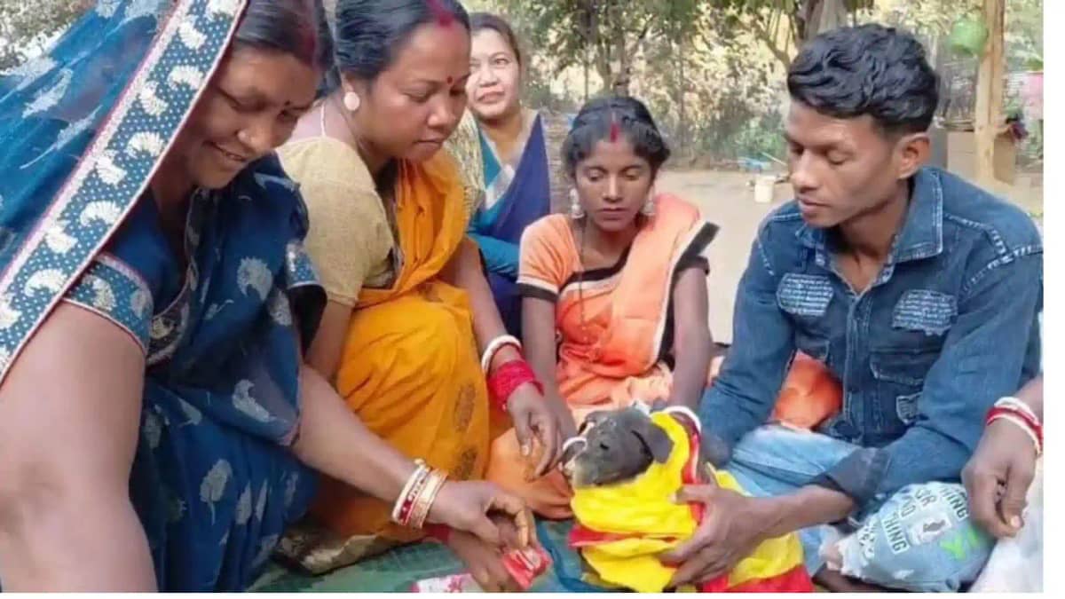 मासूमों की 'अनोखी बारात':दो मासूमों की कुतिया से कराई गई शाद मासूमों की 'अनोखी बारात':दो मासूमों की कुतिया से कराई गई शाद
