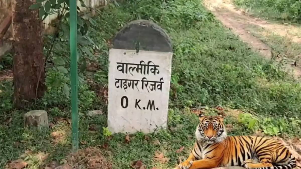 Tiger Attacks Youth 3 Buffaloes Fight Back Tiger Attacks Youth 3 Buffaloes Fight Back