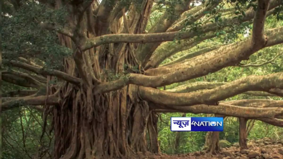 500 years old banyan tree in Bihar 500 years old banyan tree in Bihar