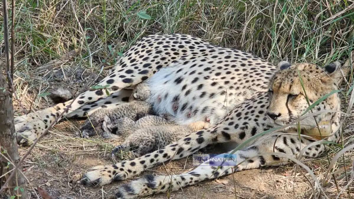Cheetah Gamini Cheetah Gamini