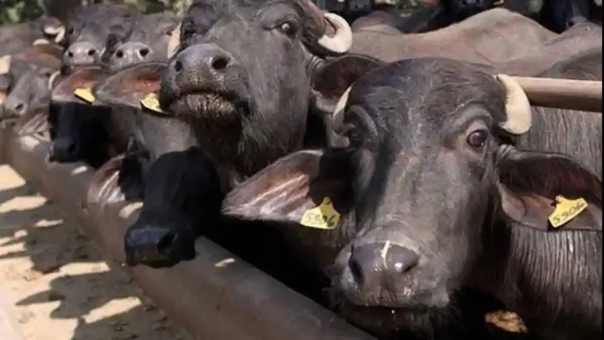Buffalo meat export Buffalo meat export